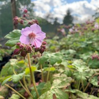 Geranium macrorrhizum 'Ingwersen's variety'